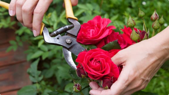 How to Prune Roses