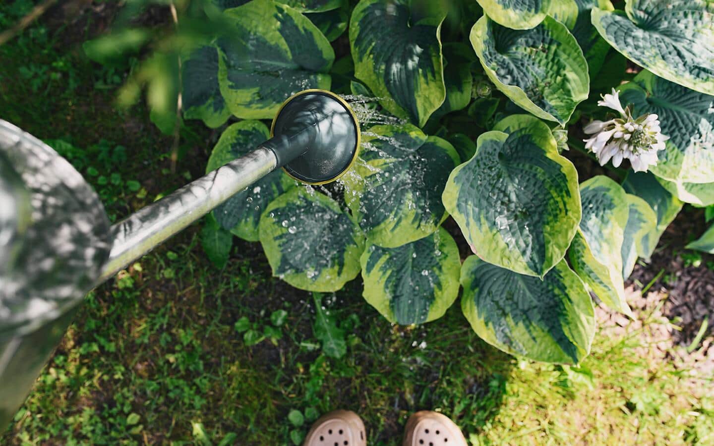 Someone using a watering can to water the green leaves of a plant.