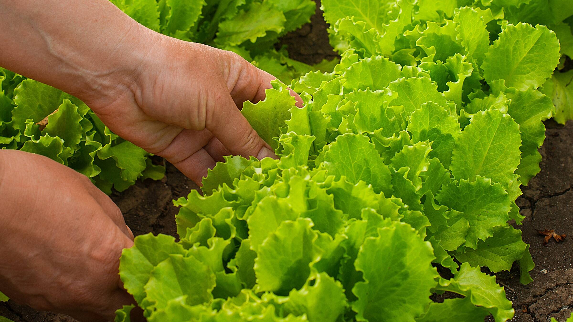 How to Grow Lettuce