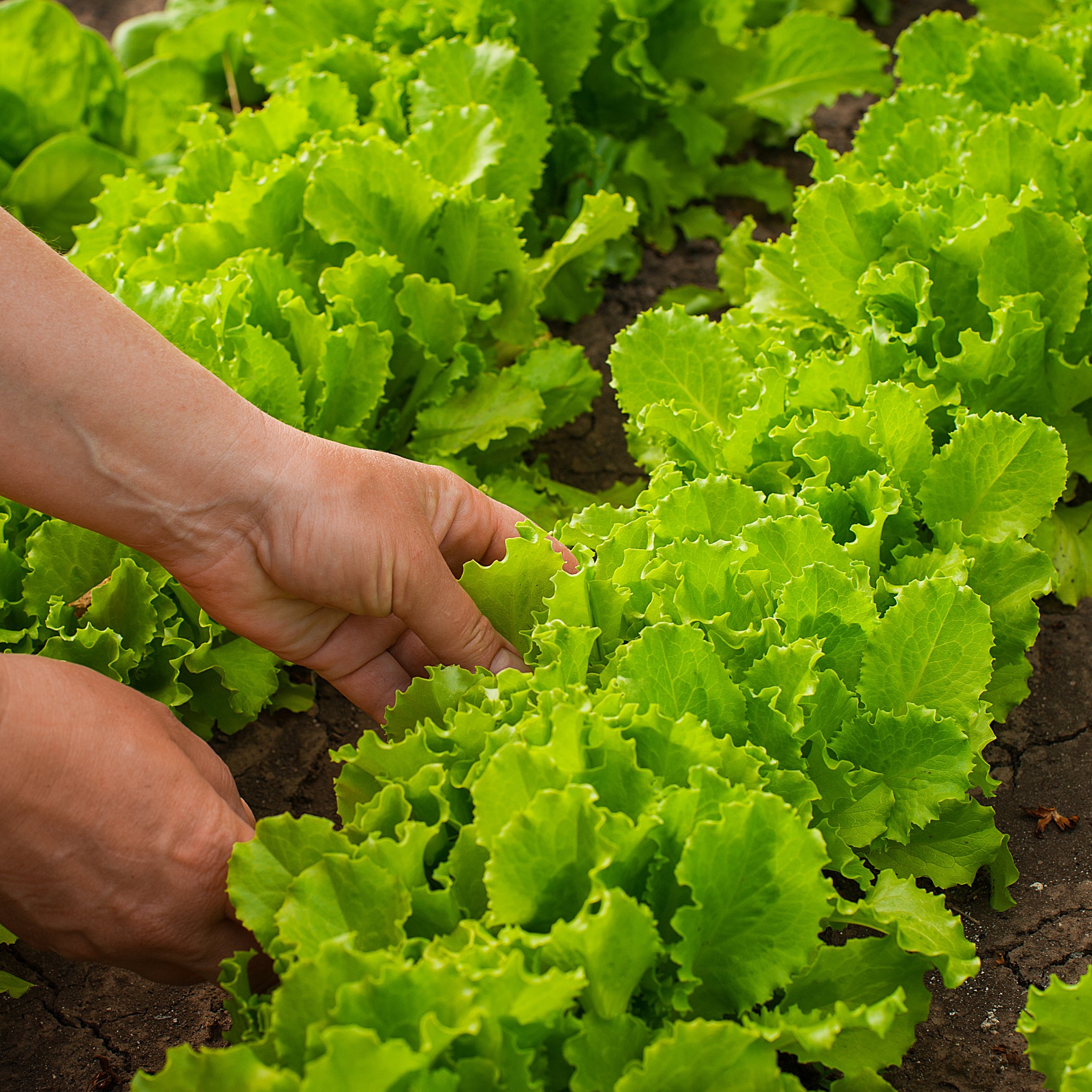 How to Grow Lettuce