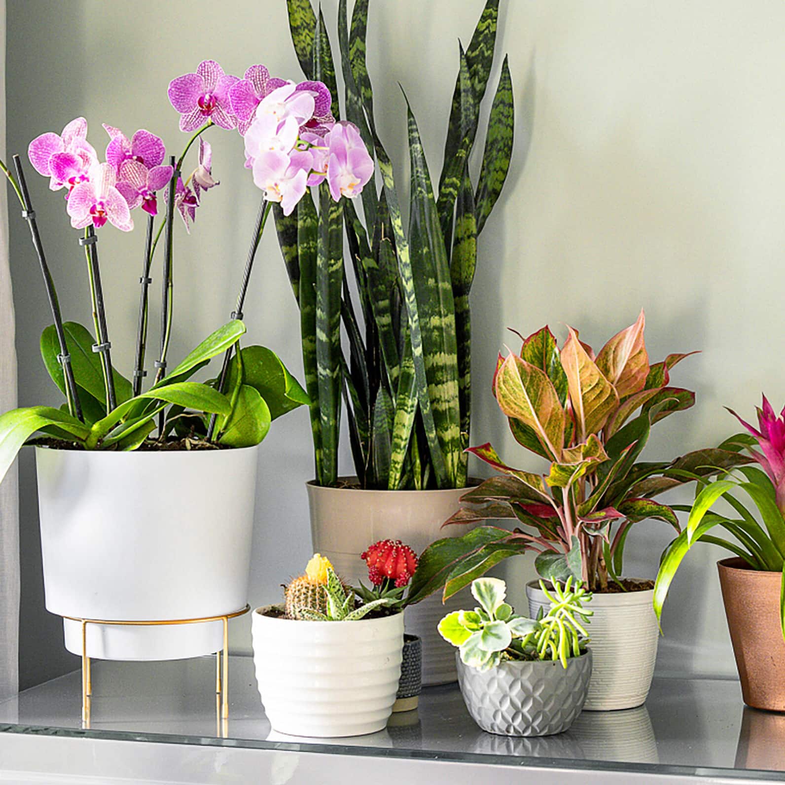 Image for Shop Indoor Plants