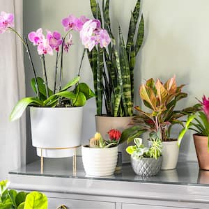 Image for Shop Low Light Indoor Plants