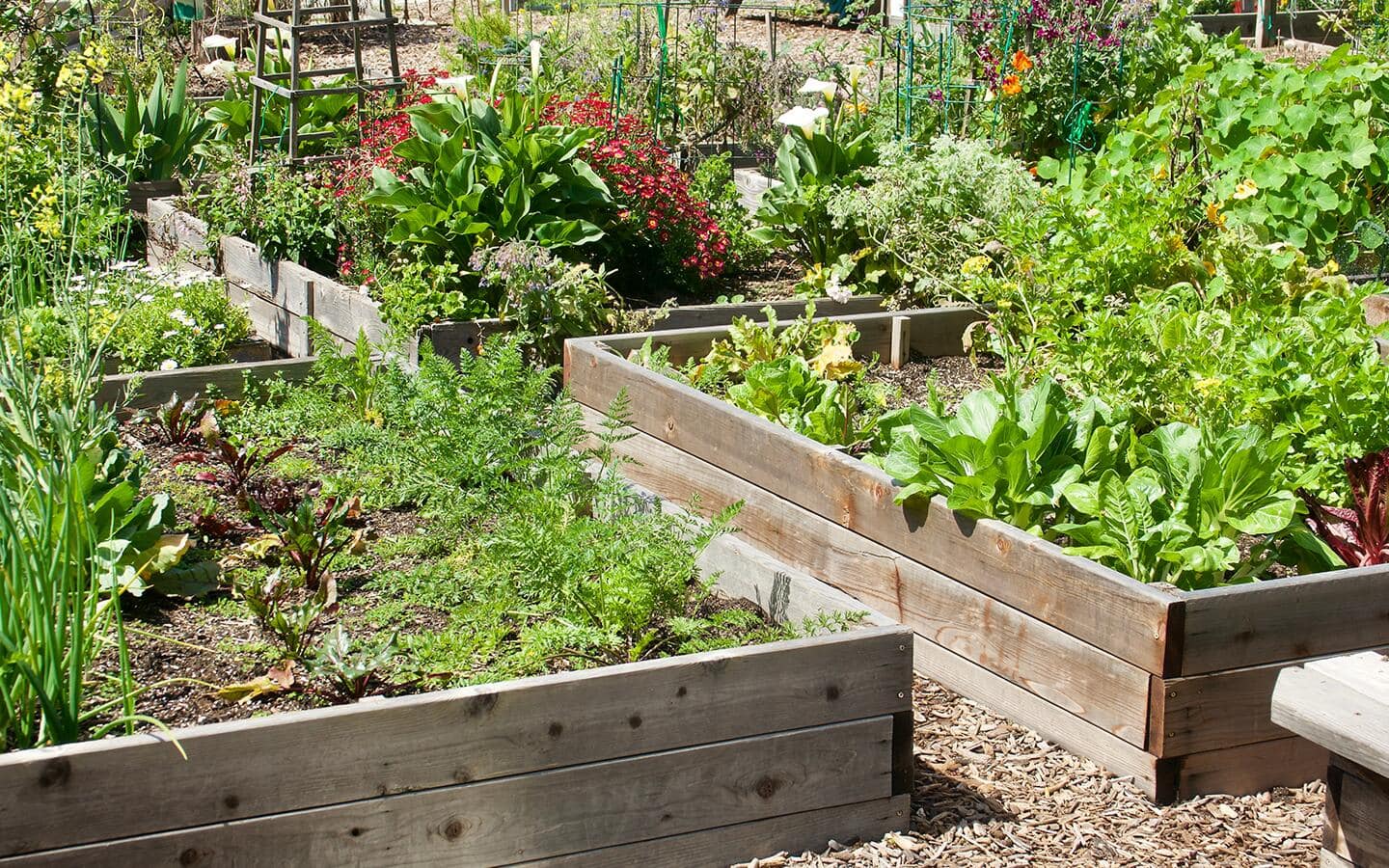 Raised vegetable garden beds with mulch path Raised vegetable garden beds with mulch path