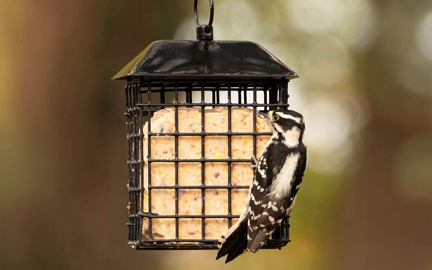 A bird perched on a suet cake feeder