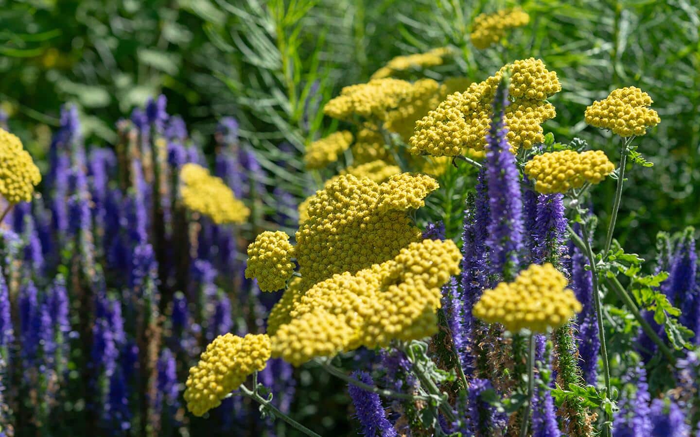 Yellow yarrow growing beside several purple flowers.