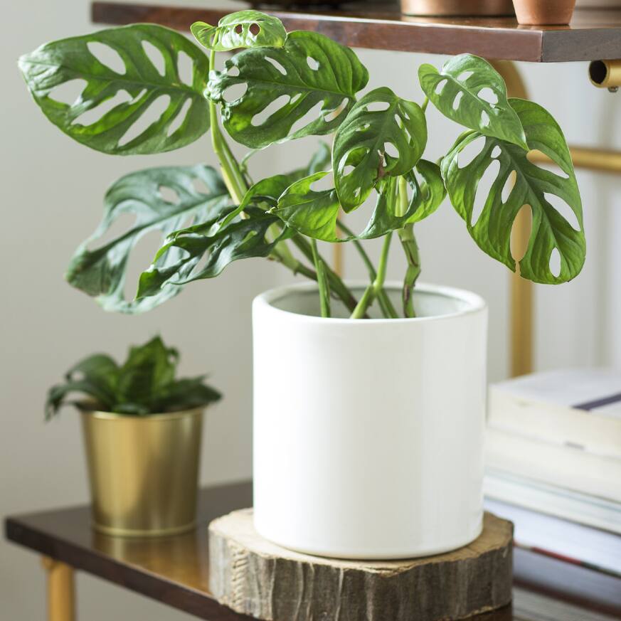 Image for Shop Monstera Plants