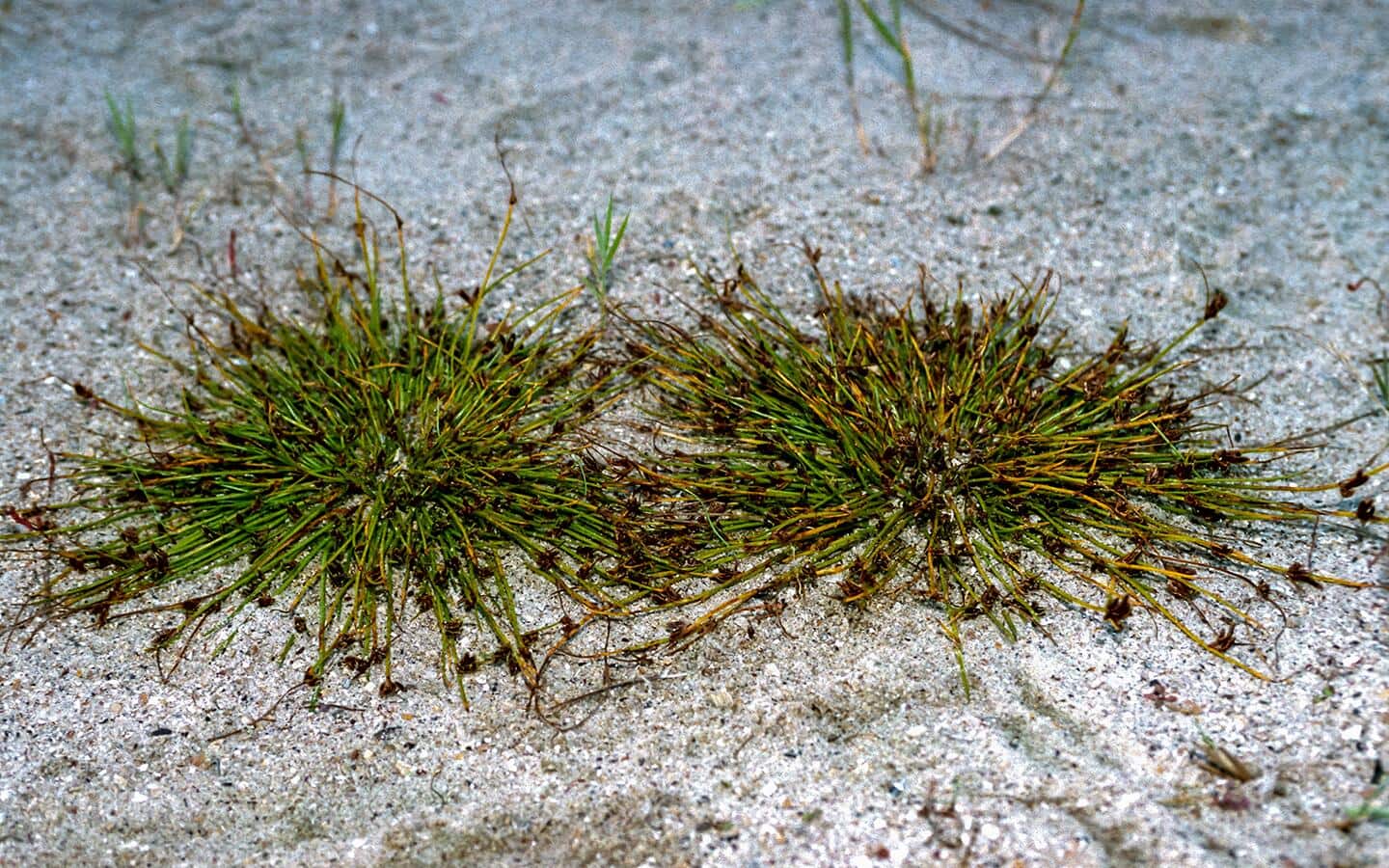 Plants growing in saline soil