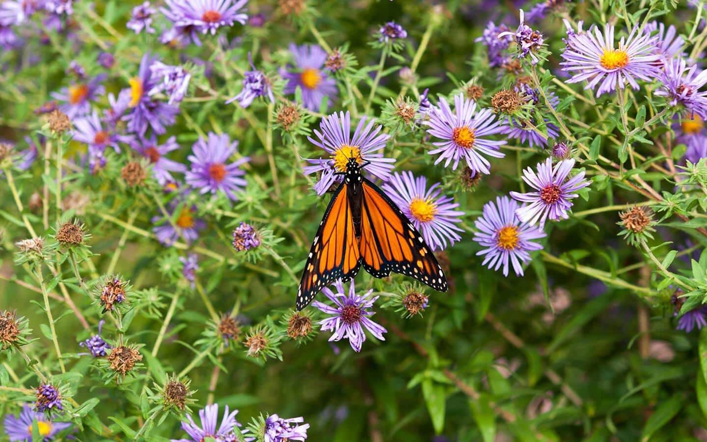 Orange butterfly pollinating purple asters in a garden