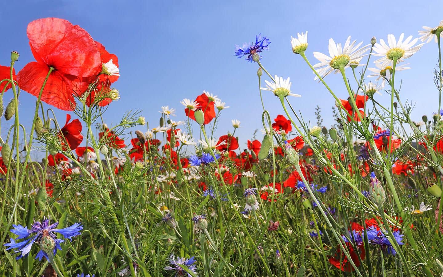 Red, white and purple blooms in a summer meadow against a blue sky.