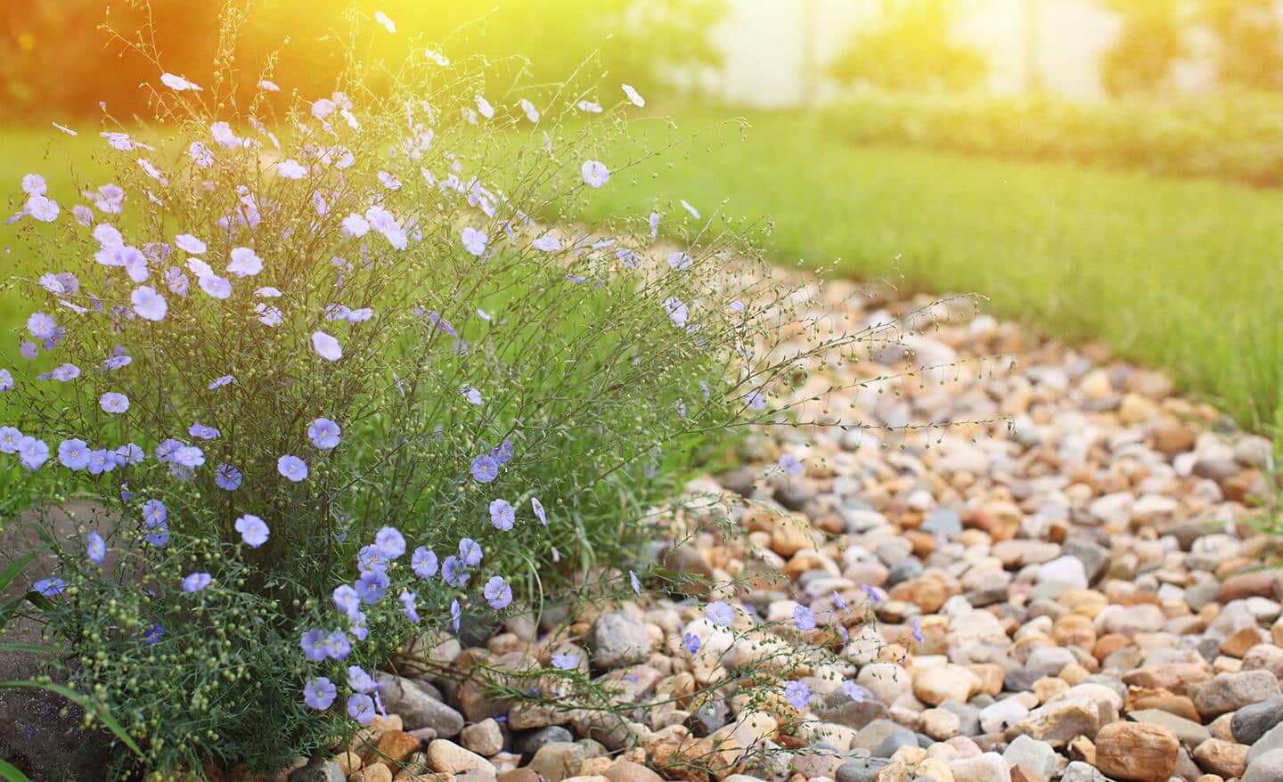Stones cover a dry stream bed between a lawn and a flower bed