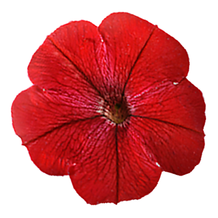 Image for Red Annuals