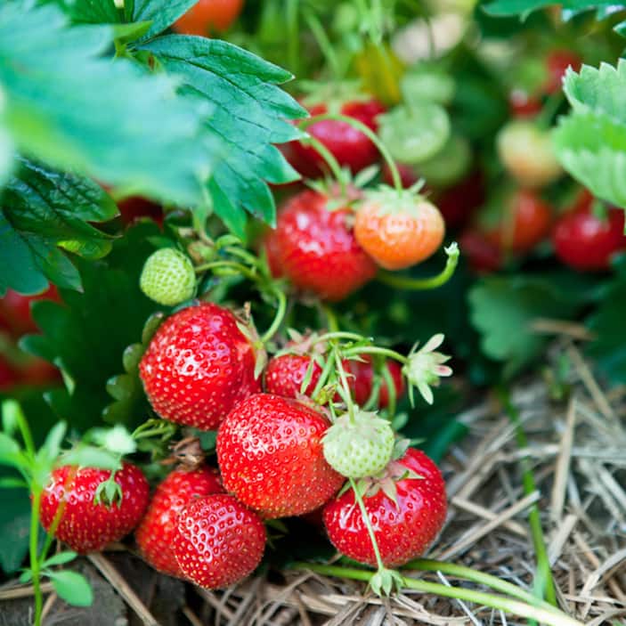 Strawberry Plants