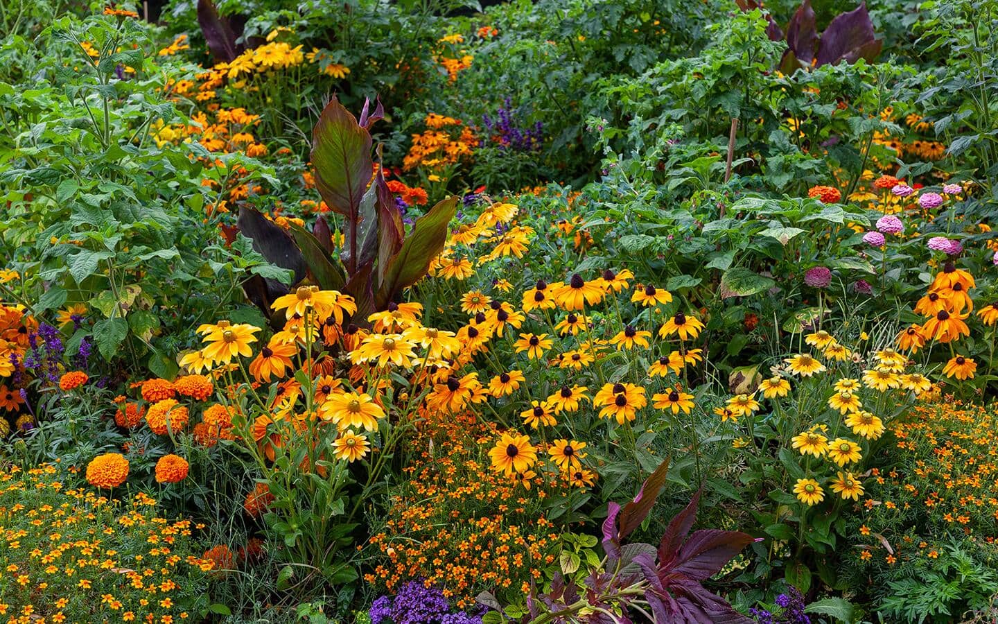 A garden filled with all kinds of perennials such as Black-eyed Susans. 