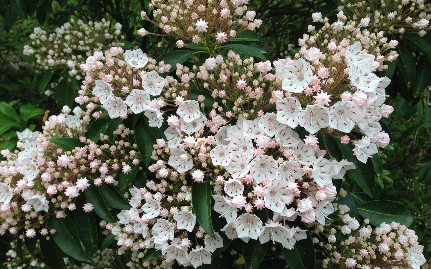White mountain laurel flower blooms on a shrub.