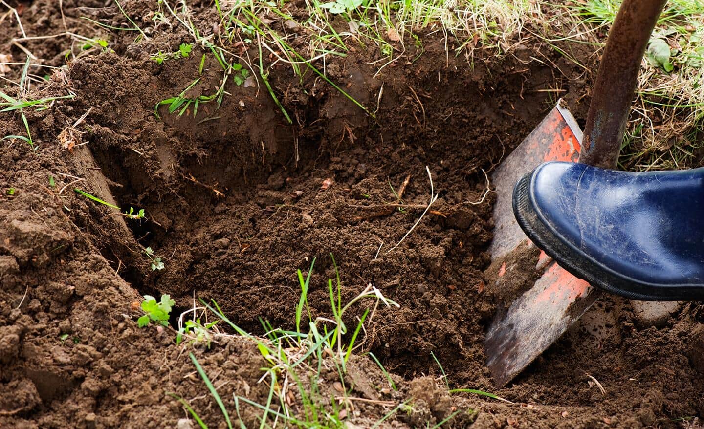 Gardener uses a shovel to dig a hole to plant a camellia shrub