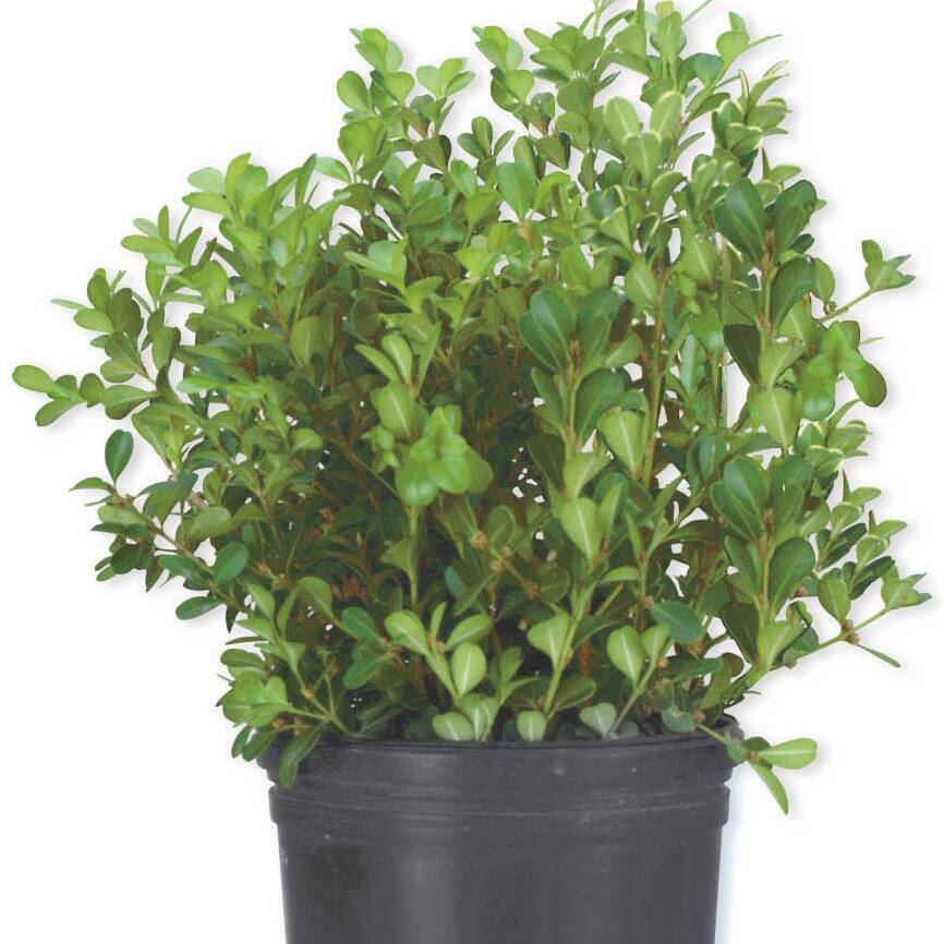 Image for Shop Boxwoods