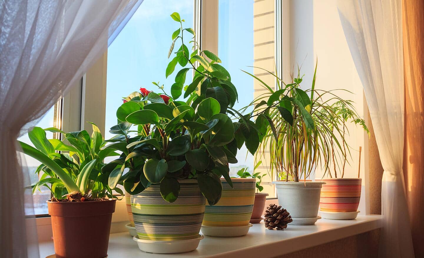 A group of houseplants in colorful pots near a window. A group of houseplants in colorful pots near a window.