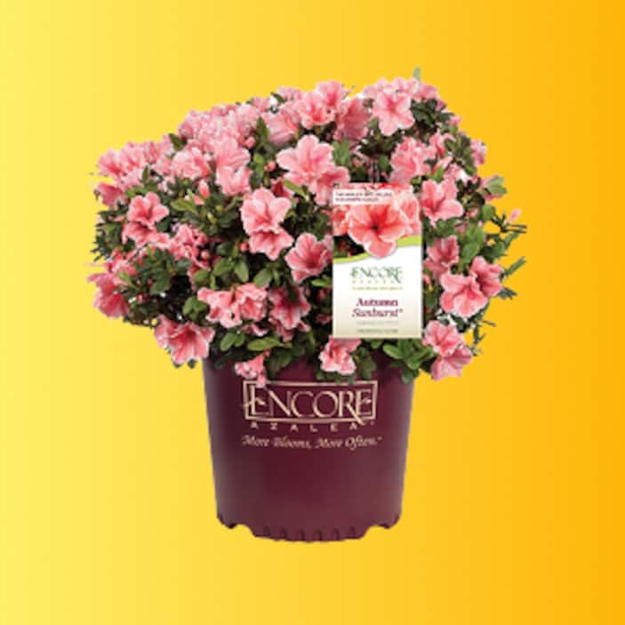 Outdoor Plants