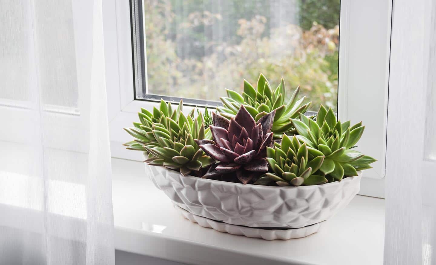 Succulents in a white bowl in a bright sunny window