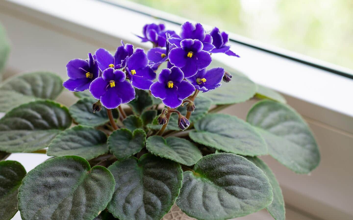 An indigo African violet next to a window. An indigo African violet next to a window.