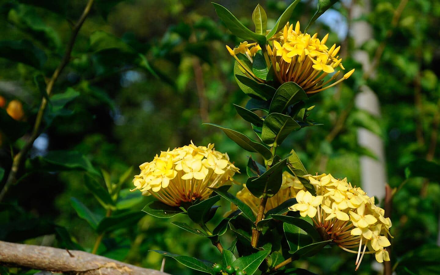 Three yellow ixora blooms and their leaves on a branch.