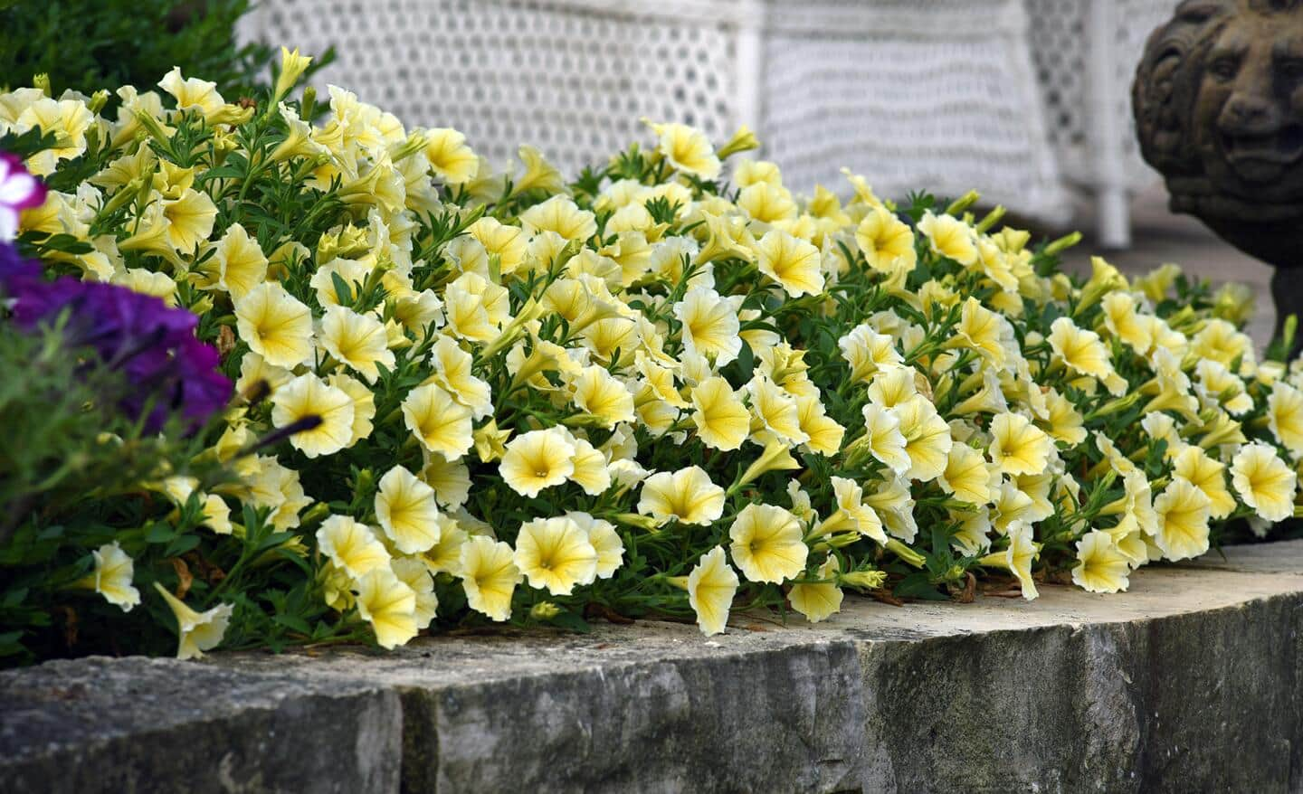 Creamy white and yellow annual flowers in a garden