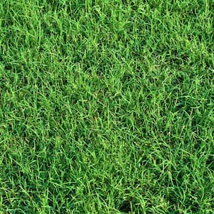 Image for Bermuda Grass Sod