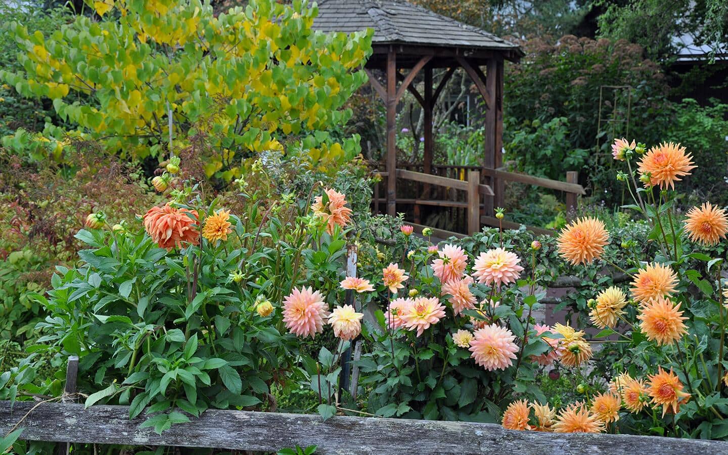Peach-colored dahlias growing in a garden bed by a fence with a house in the background