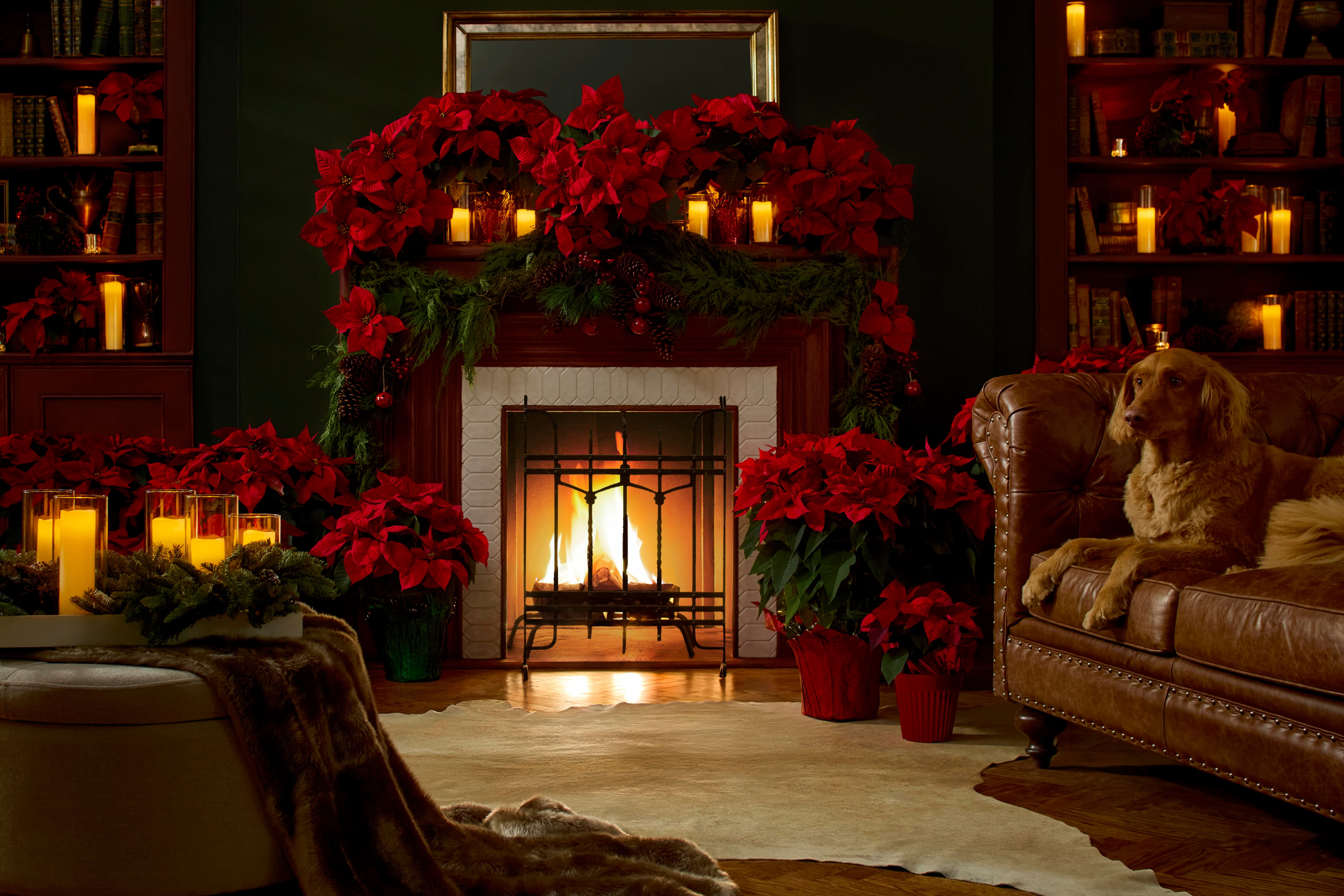 Image for HOME FOR THE HOLIDAYS