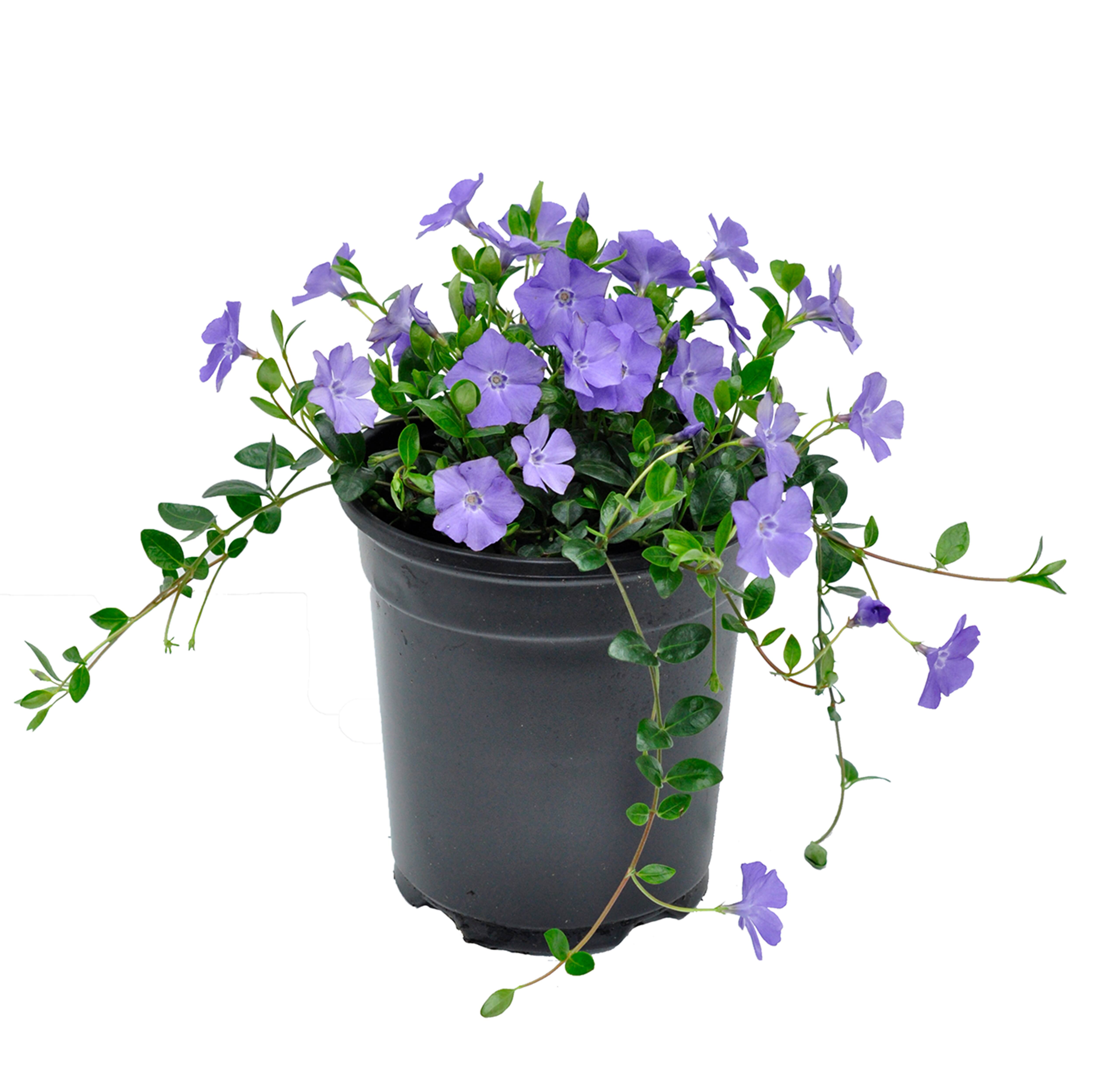 Vinca