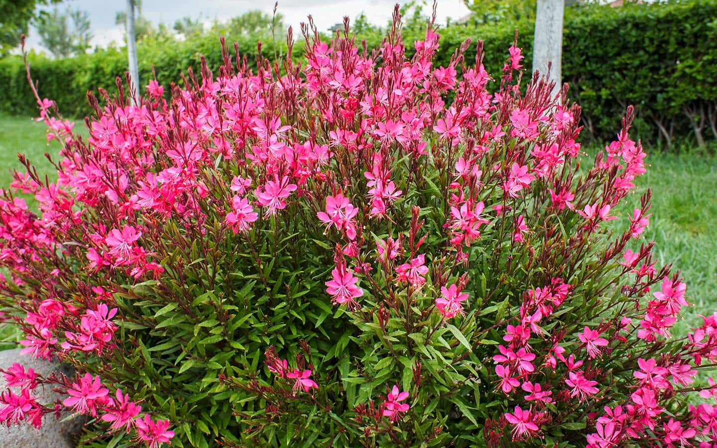 Pink gaura flowering plant in a garden landscape Pink gaura flowering plant in a garden landscape