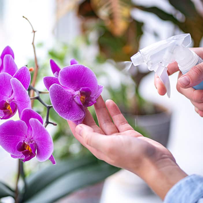 Indoor Plants for Mother's Day