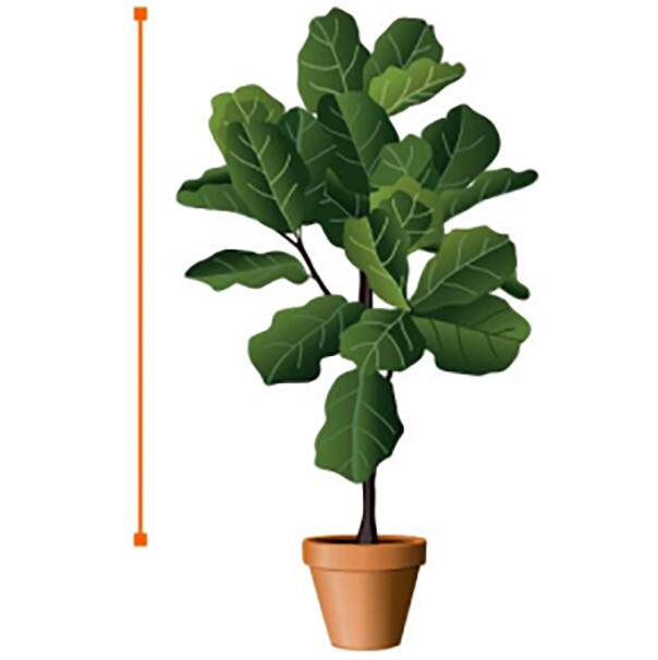 Image for Large Plants (Over 48 in.)