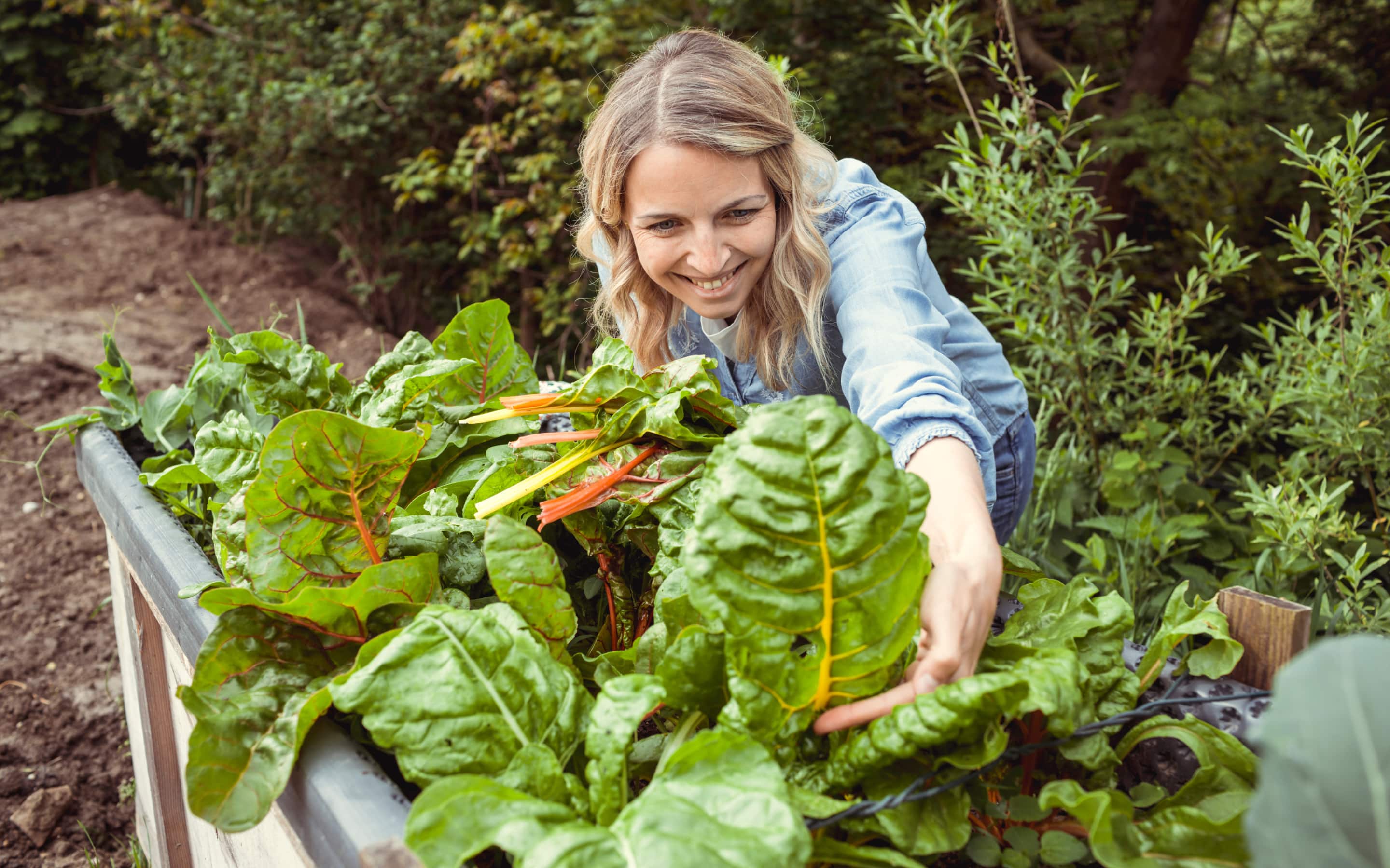 Gardener harvests Swiss chard in a vegetable garden
