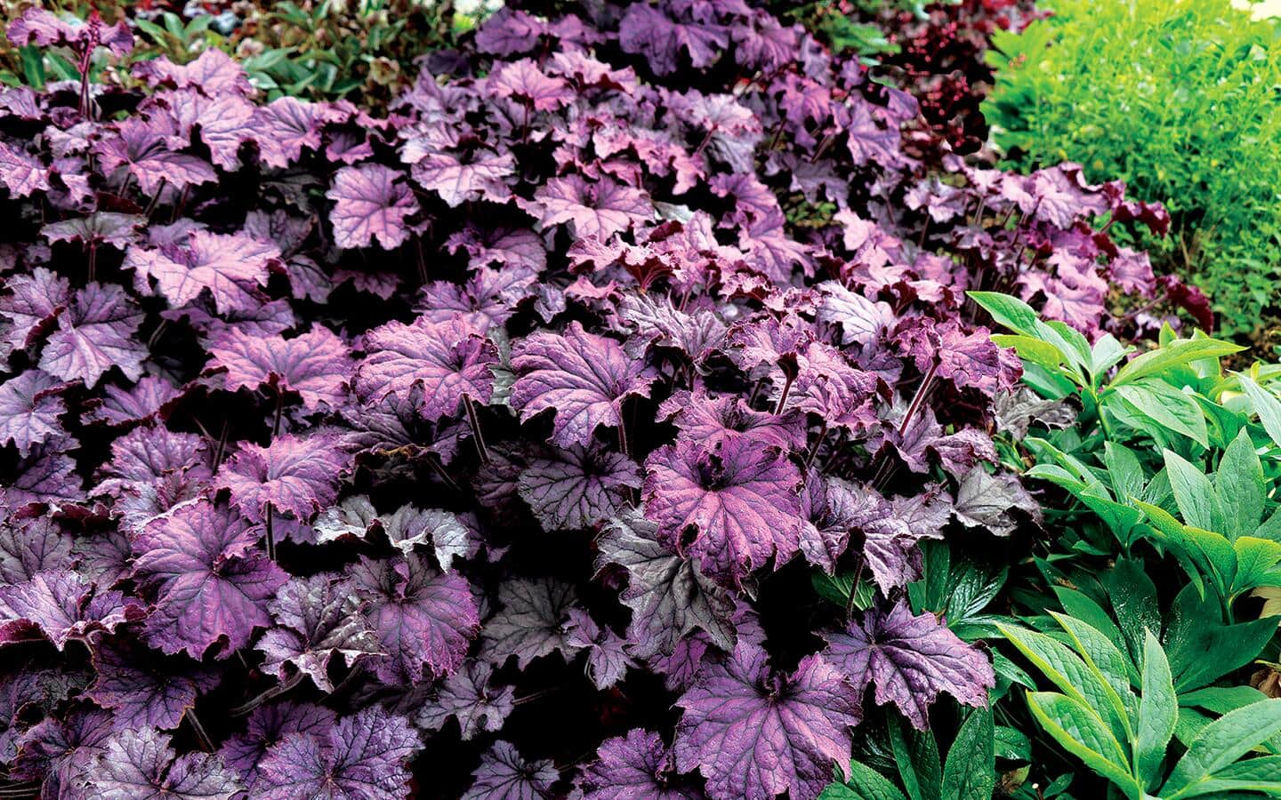 Purple heuchera amongst green plants