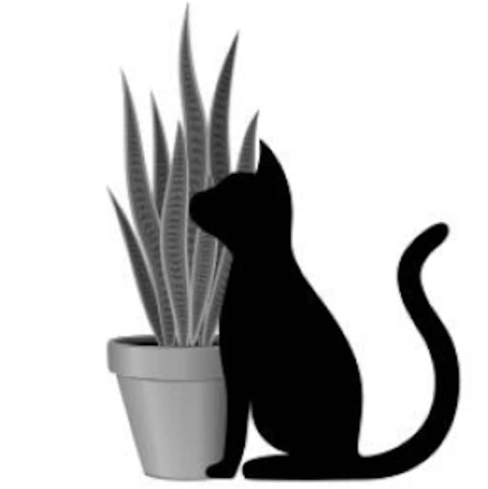 Cat Safe Indoor Plants