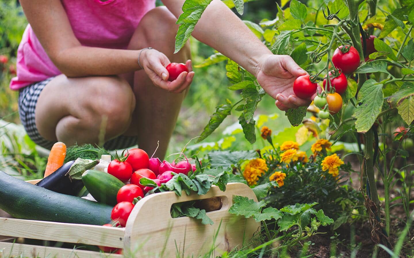 Gardener picks tomatoes from a plant in a vegetable garden Gardener picks tomatoes from a plant in a vegetable garden