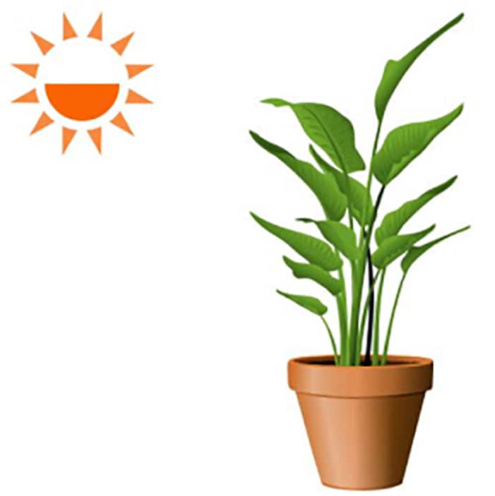 Image for Medium Light Plants