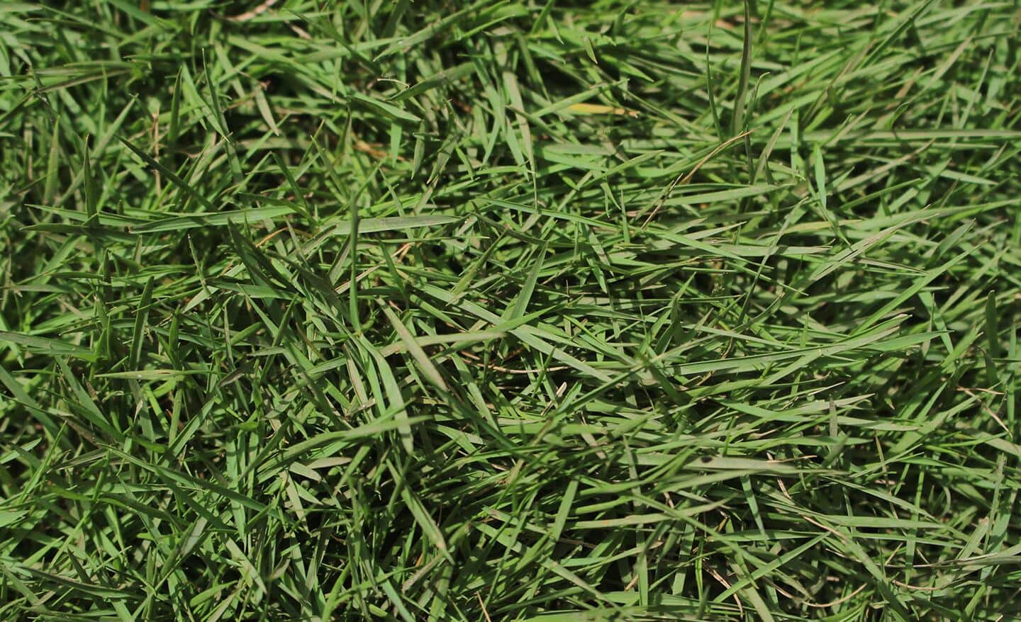 Creeping bentgrass lawn