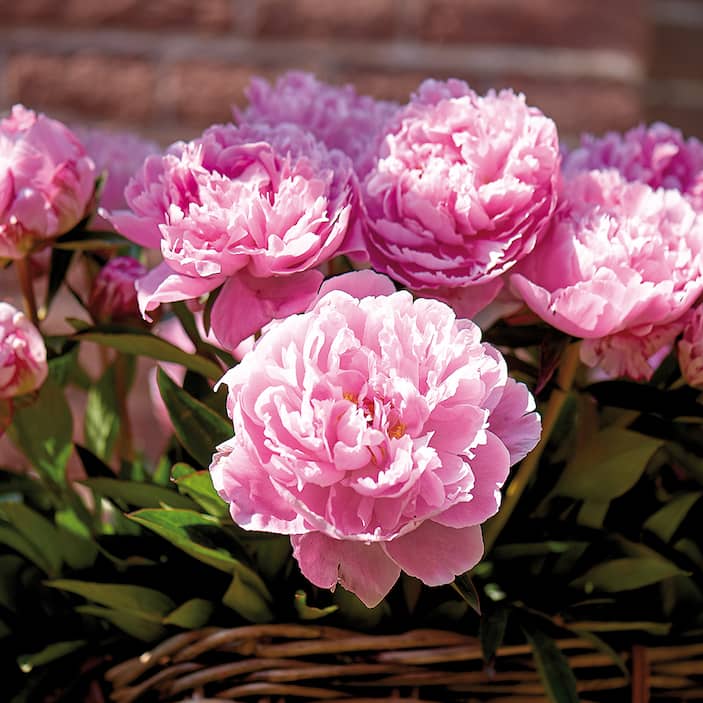 Peonies