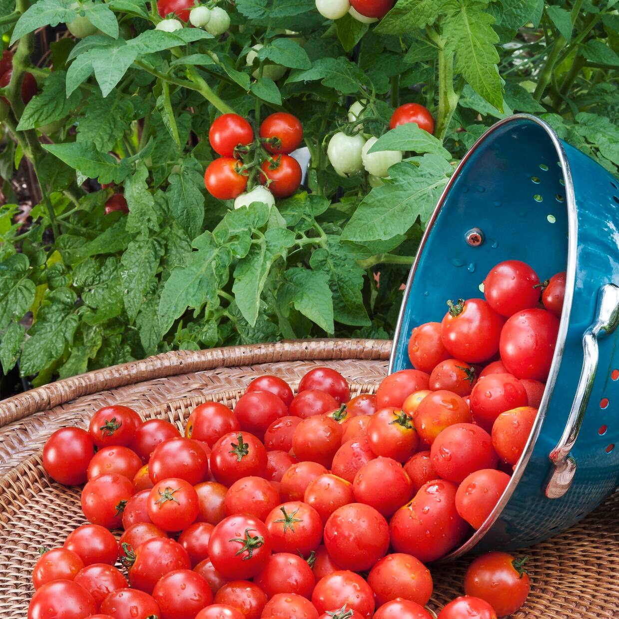 Edible Garden