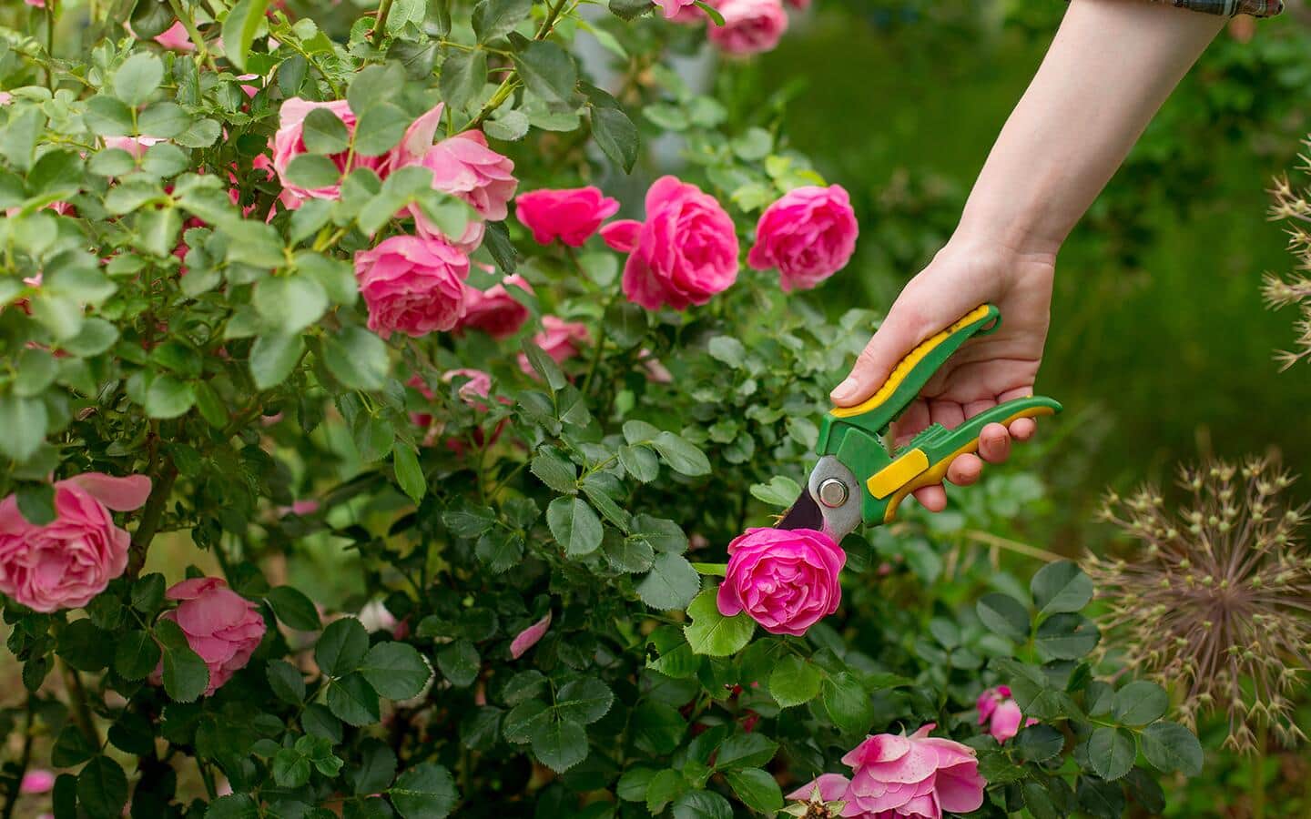 A person prunes a rose bush with shears.