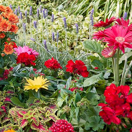 Shop All Flowers