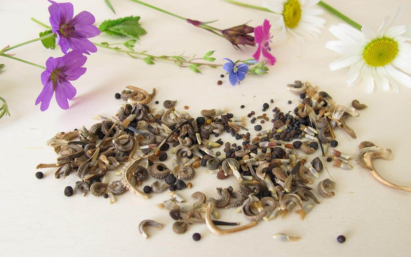 A pile of different types of wildflower seeds poured on a table.