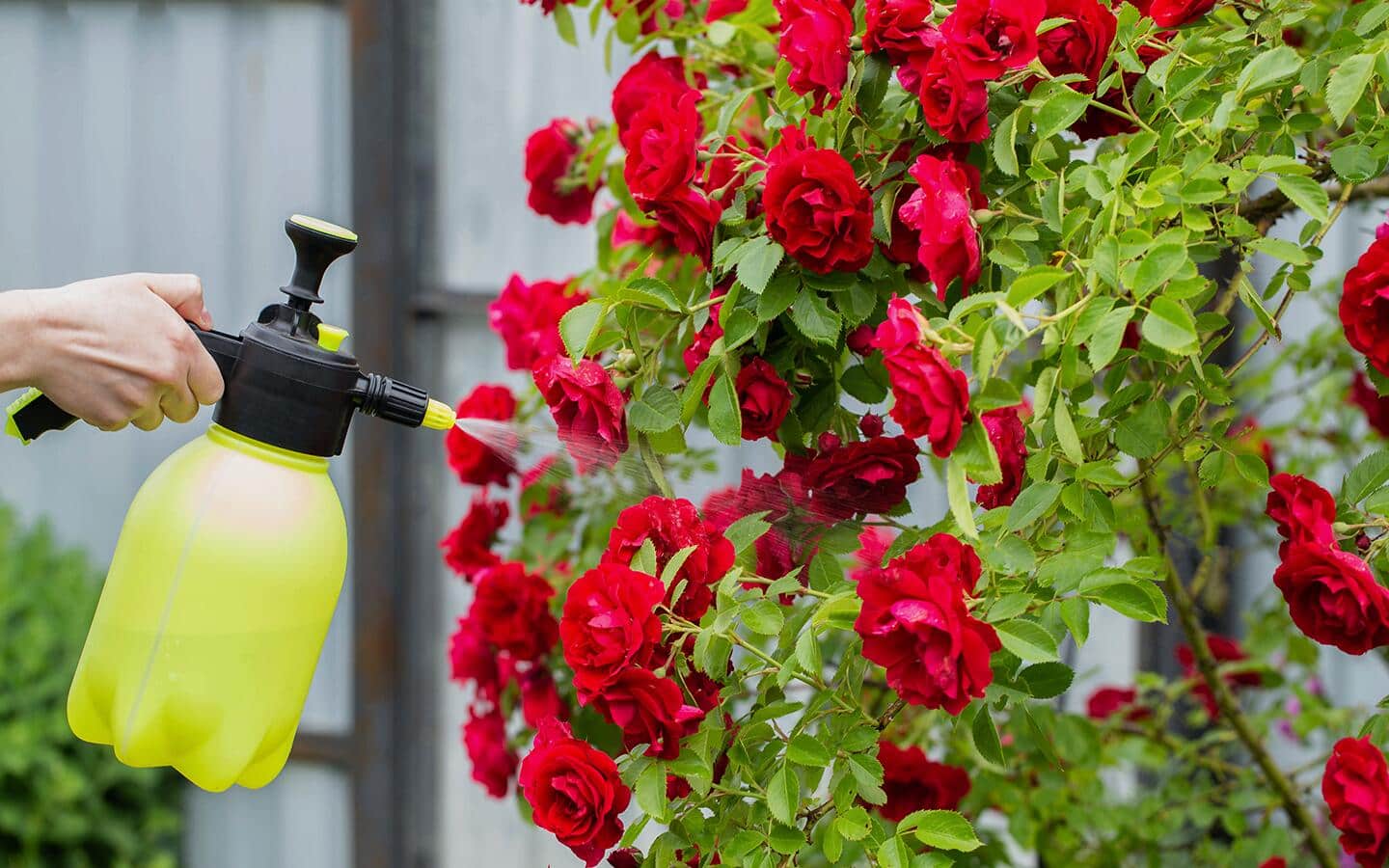 Someone spraying a trellis filled with red blooms.