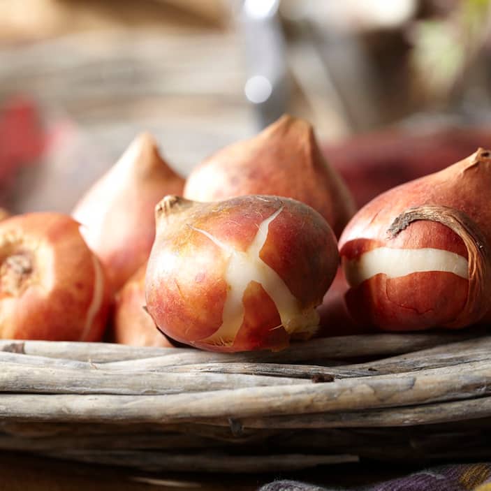 Flower Bulbs