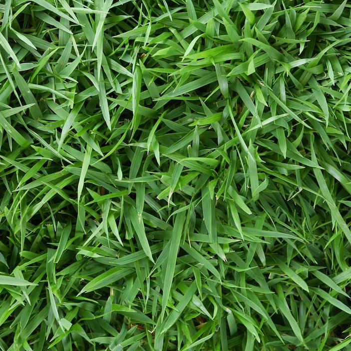 Zoysia
