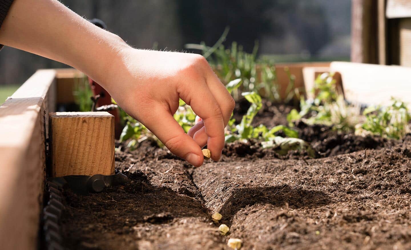 Gardener placing seeds in soil in a raised garden bed