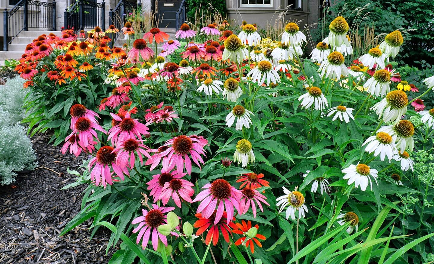 Pink, white and orange perennial coneflowers in a garden bed