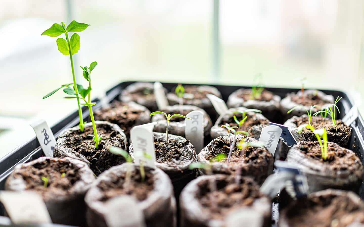 Seeds starting to sprout.  Seeds starting to sprout.